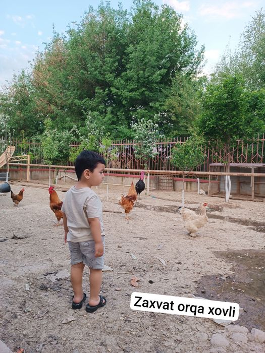 Uy hovli 4+2 sotix uchqahramon postga 1 km