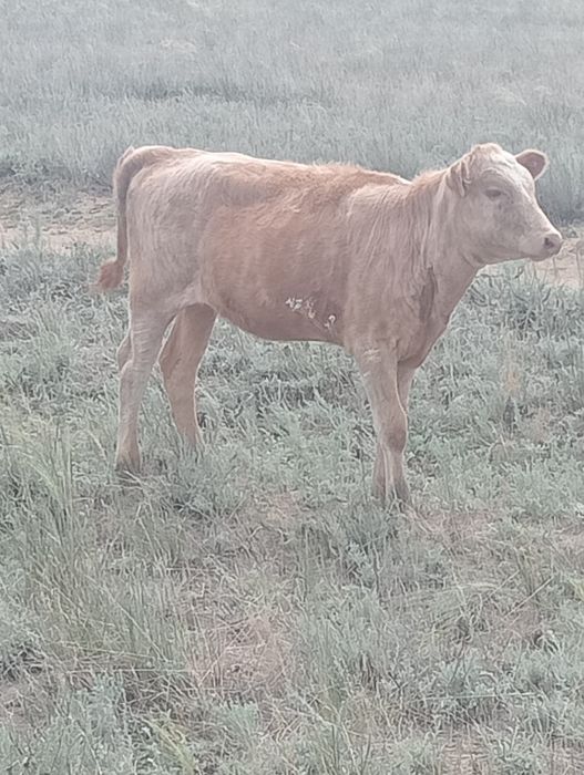 Касапшы мал сою тез. Ари жылдам таза сойу