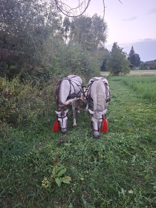De vânzare iepe de pădure