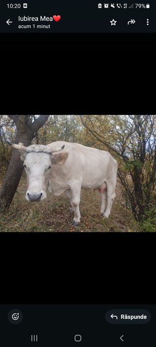 Vacă tânără de 5 vitei