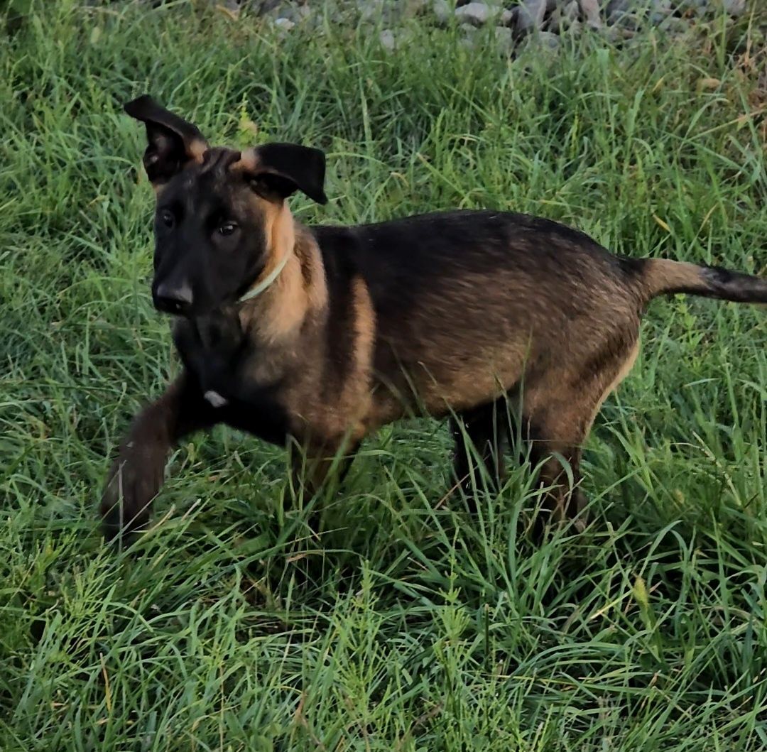 Ciobănesc belgian malinois cu certificat pedigree