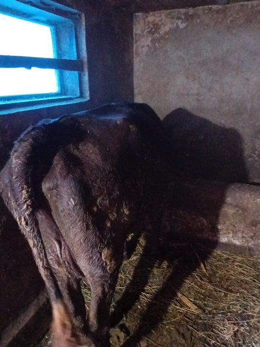 Vând vacă neagră de 4 ani