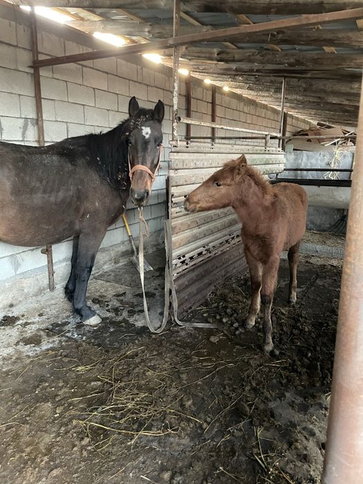 Кабыла 7 лет с жеребёнком