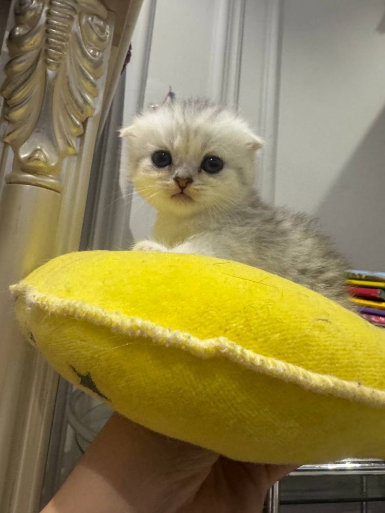 Продаются котятя