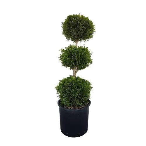 Tuia glob plante decorative, plante ornamentale, gradina