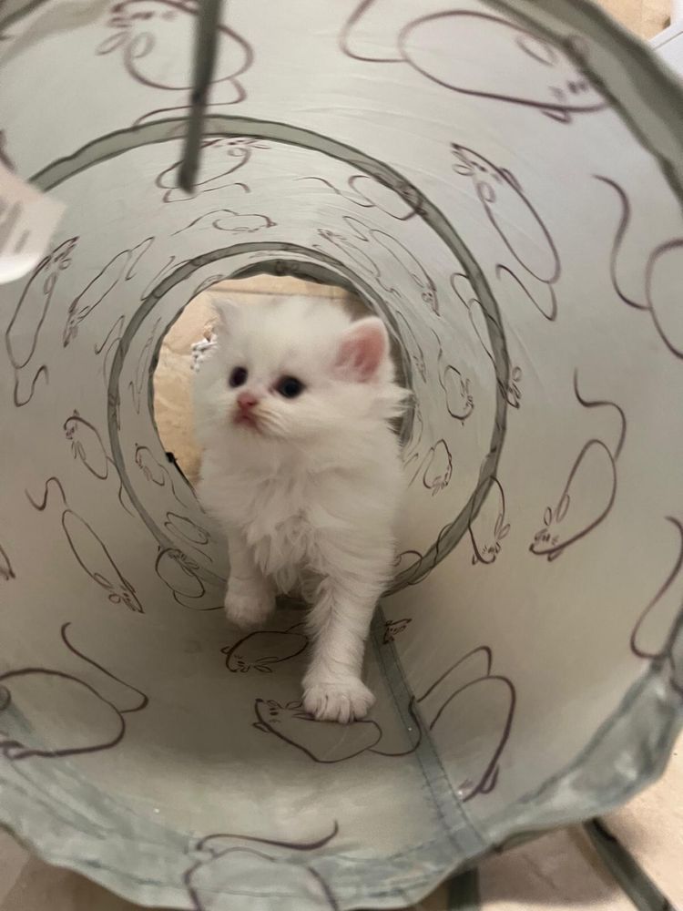 Pui pisica adorabil