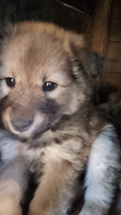 Одоется щенок. В добрые руки ,