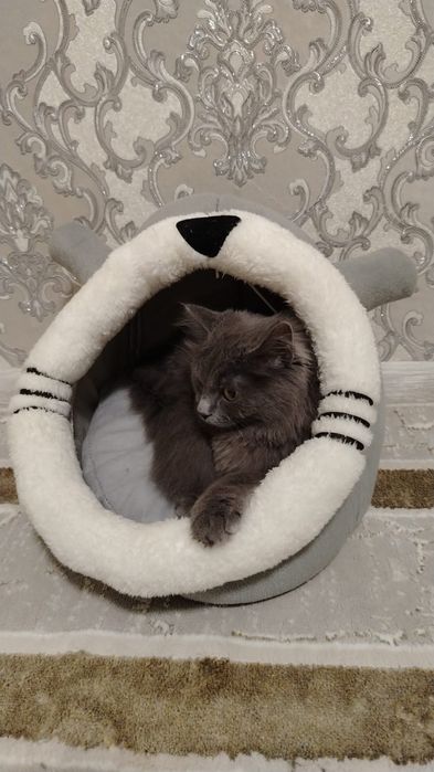 Отдам кошечку в хорошие руки