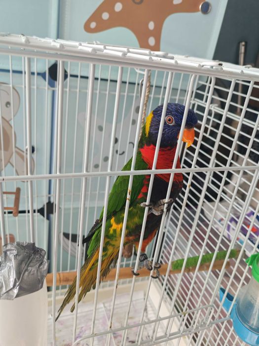 Папагал порода LORI