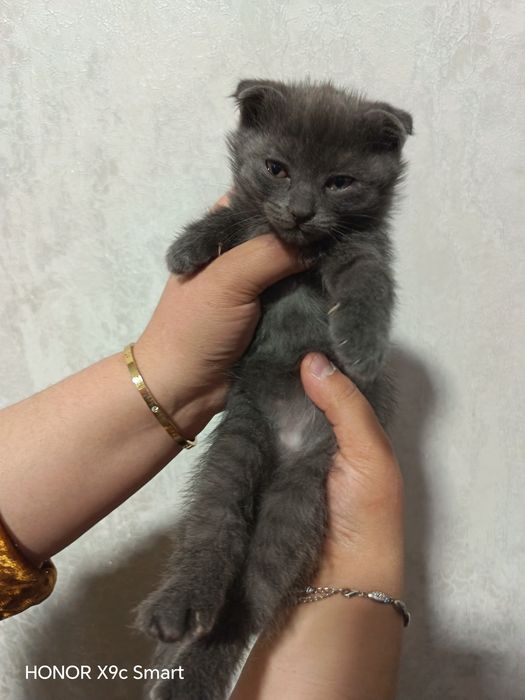 Зотли мушукчалар скотиш фолд