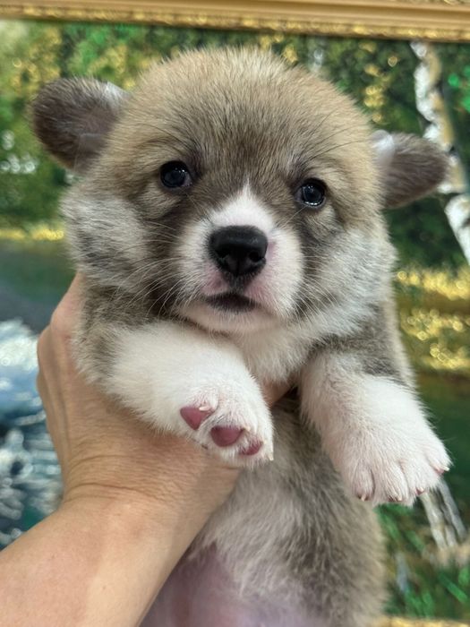 Очаровательные щеночки вельш корги