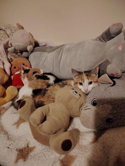 Spre adopție 2 pisicuțe surioare, zona Deva