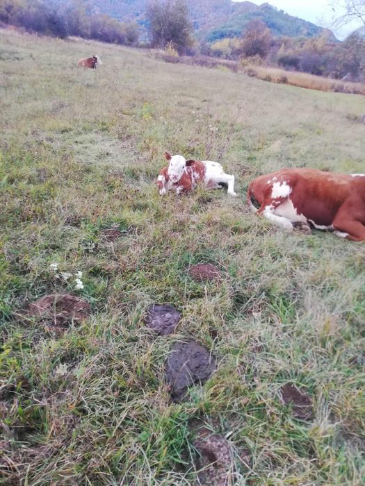 Vand vaci bălțate (bălțata romaneasca)