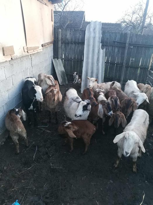 Vând capre anglo nubiene