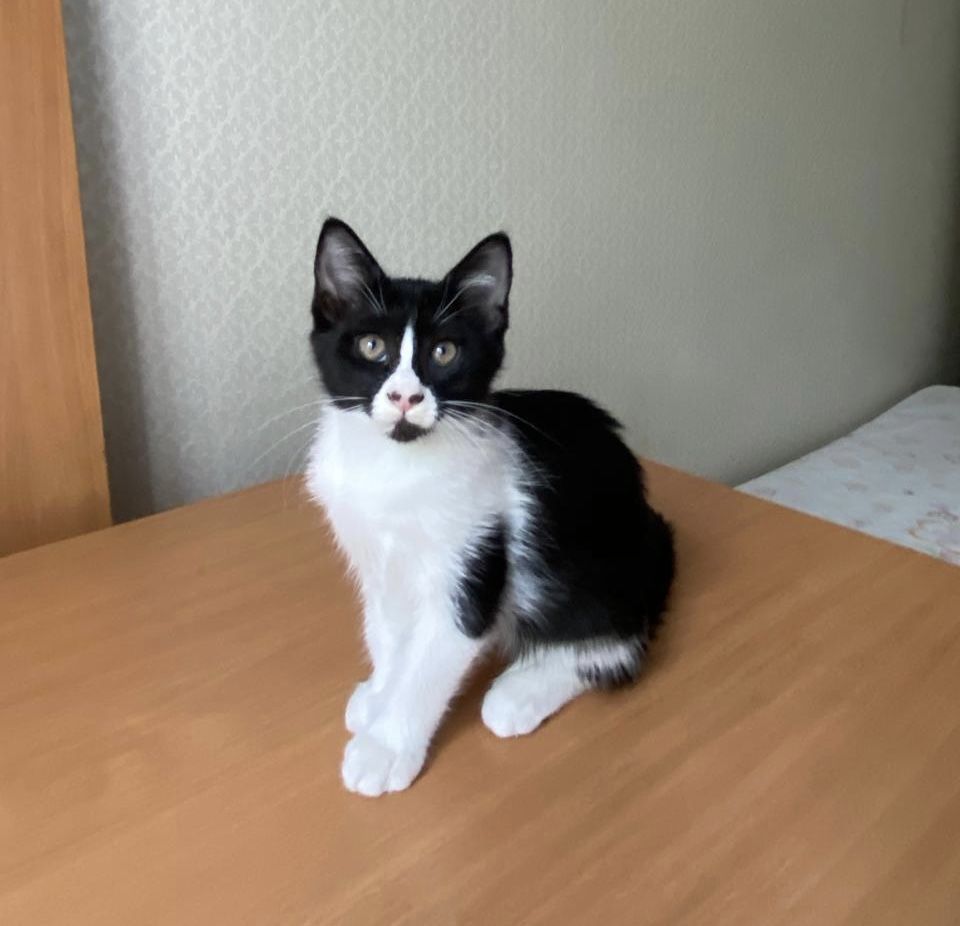 Котенок в добрые руки (кошка, киса)