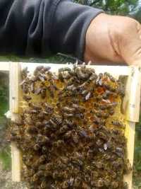 Високопродуктивни пчелни майки