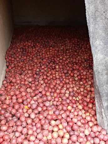 Продам оптом 10 тонн яблок Толебисском районе 150 180 тг