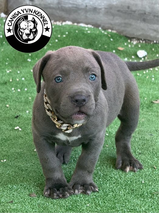 Femela amstaff blue