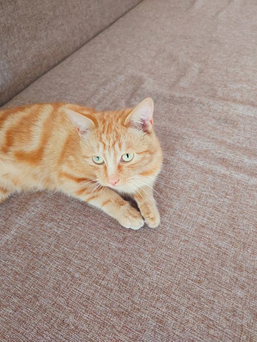 Породистый бездомный котик ищет дом