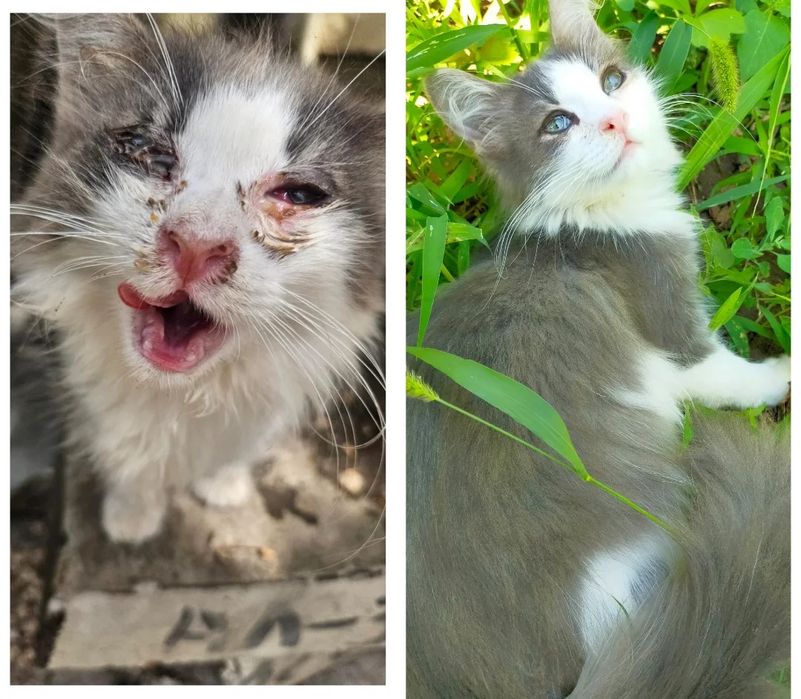 Два молодых котика.