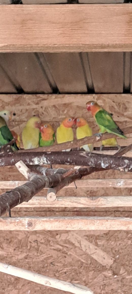 Papagali micul alexander,peruși, agapornis,porcusori de guineea