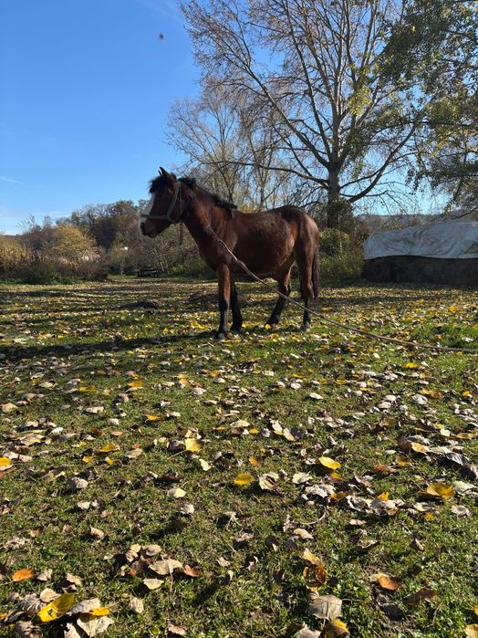 Vand 2 manze de 2 ani