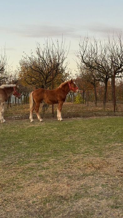 Mânji   6 luni  frumoși