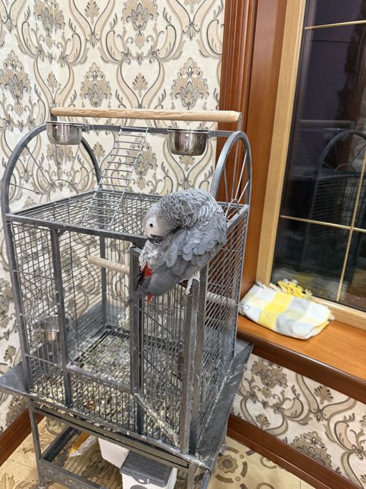 Жако 2 йош примерно