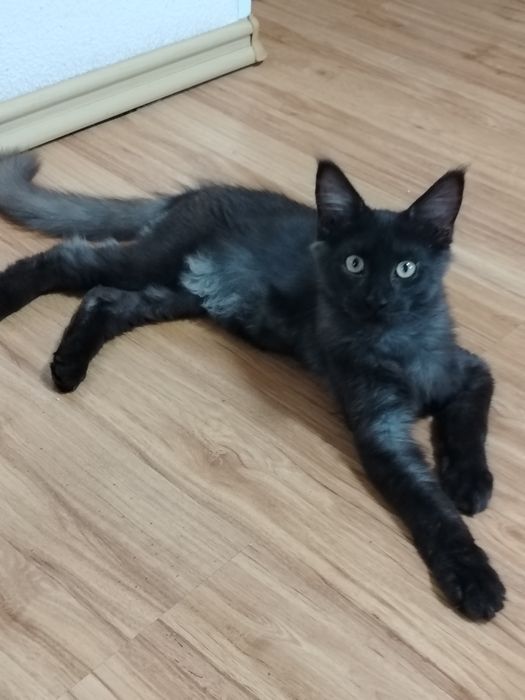 Котята Мейн куны из питомника