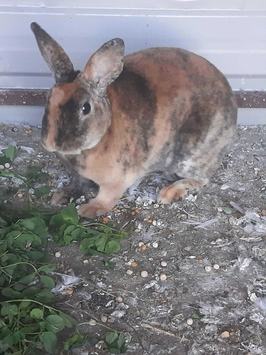 Femela Rex pitic disponibila