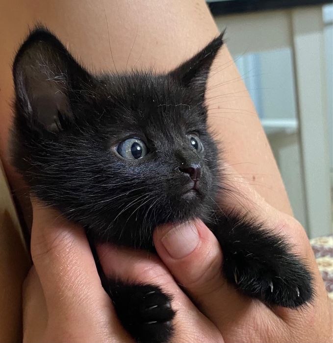 Котенок мальчик 1,5 месяца