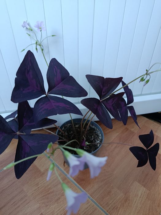 Кислица или оксалис.