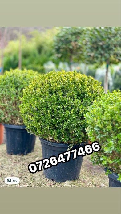 Lagerstroemia Indica ( liliac indian ) plante naturale gradina