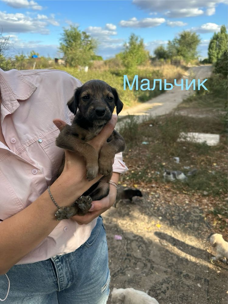 Щенята бесплатно