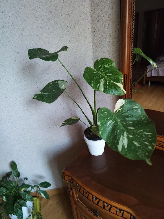 Продам монстера тайское созвездия