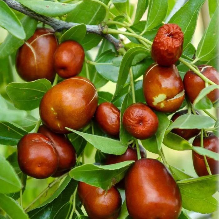 Curmal Chinezesc (Soiuri Diferite )