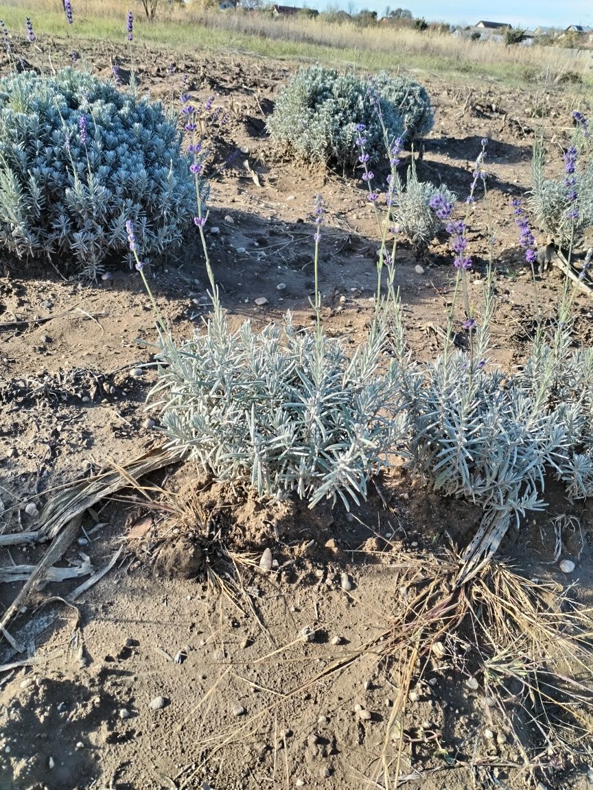 Plante lavanda de 1-5 ani