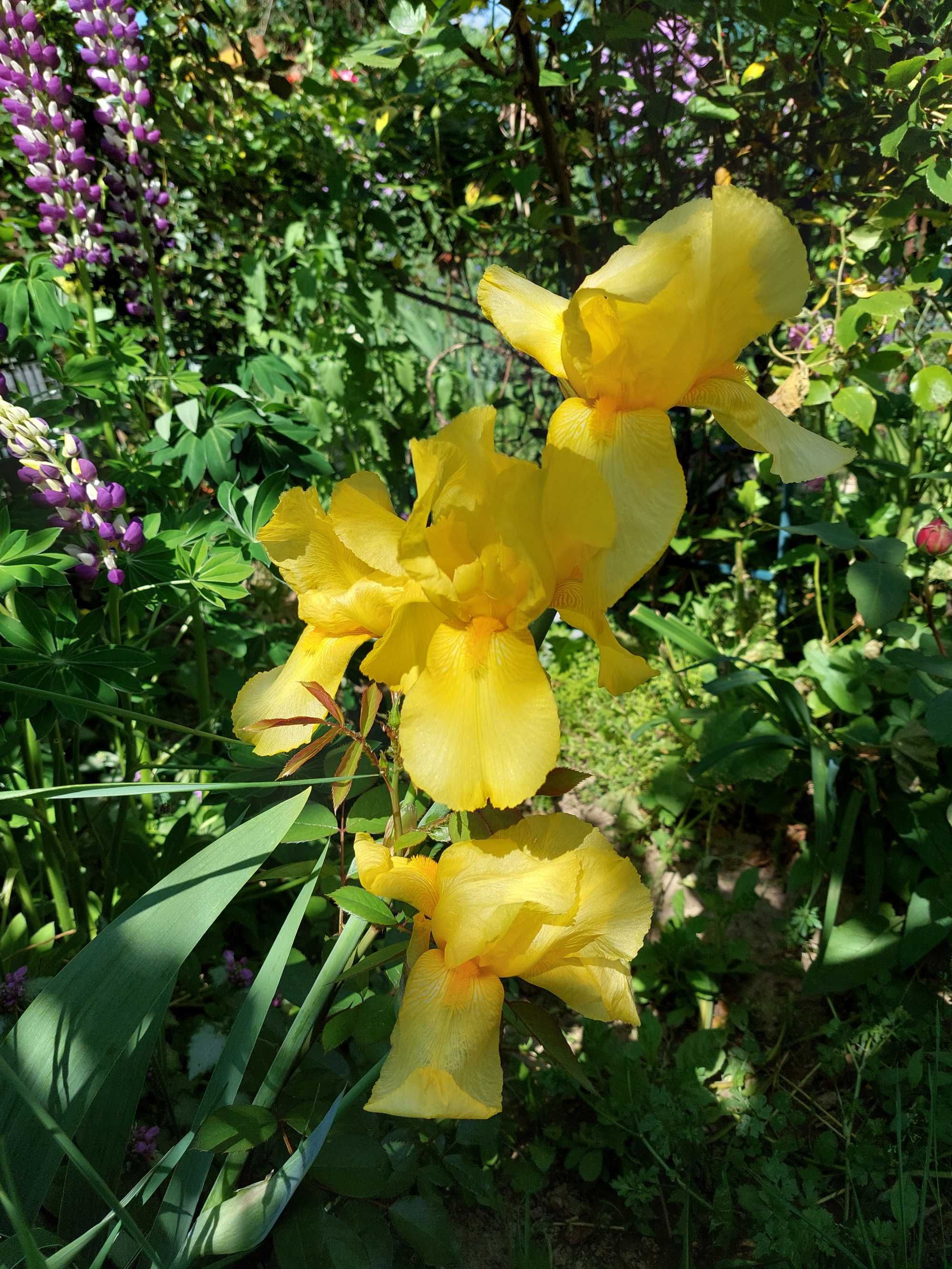 Iris culoare galben deosebit