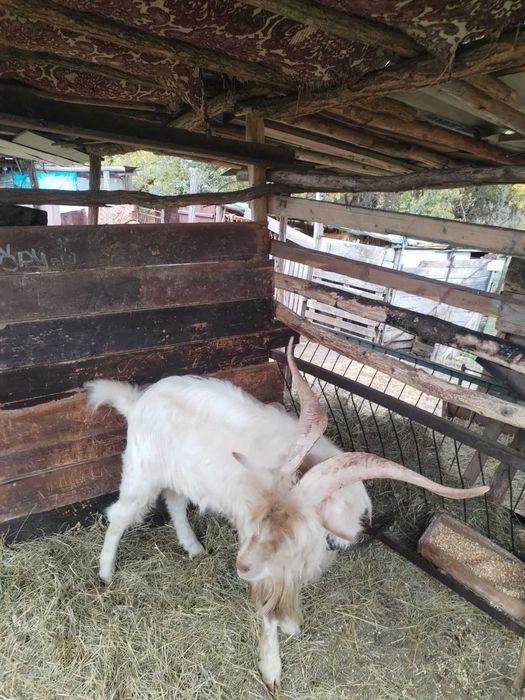 Кози  Пръч на 2 г