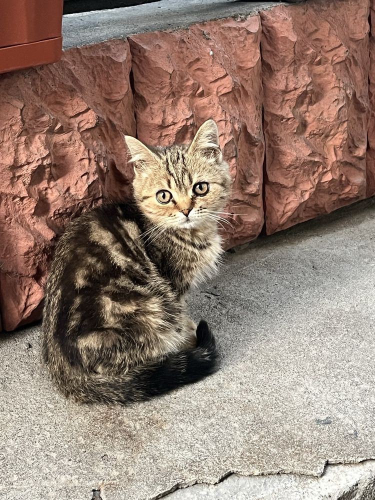 Британки котята