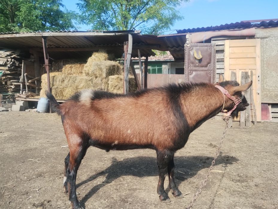 Vând/ schimb țap alpin
