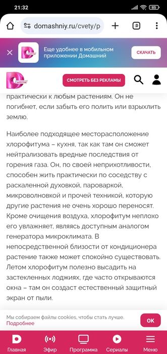 Хлорофитум растение