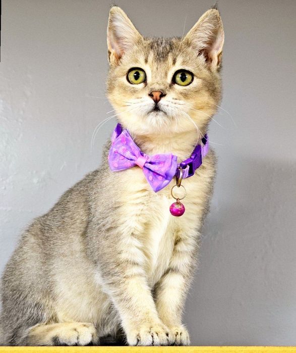 Scottish strayt sotiladi