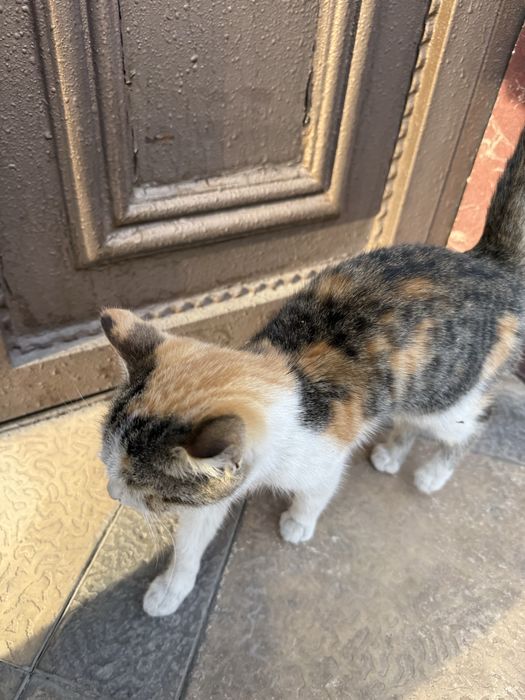 Отдам котенка в хорошие руки