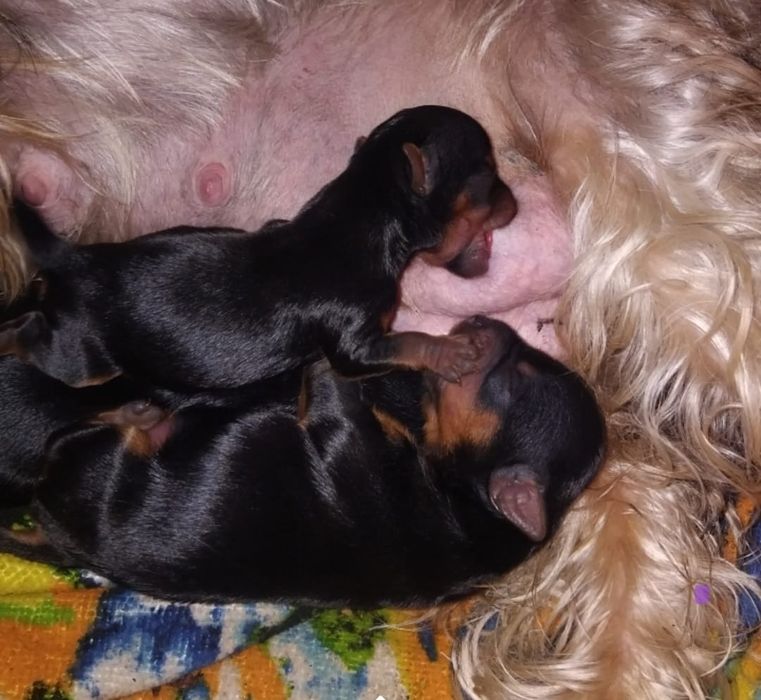 Малыши йоркширского терьера Чистокровные