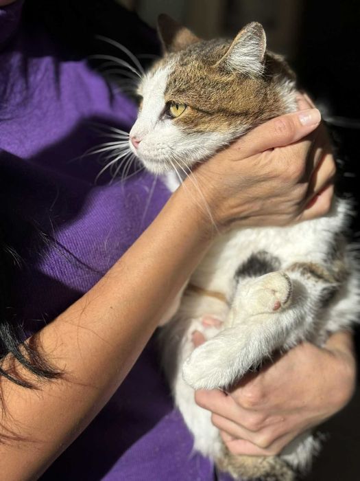 Мъжко коте търси дом