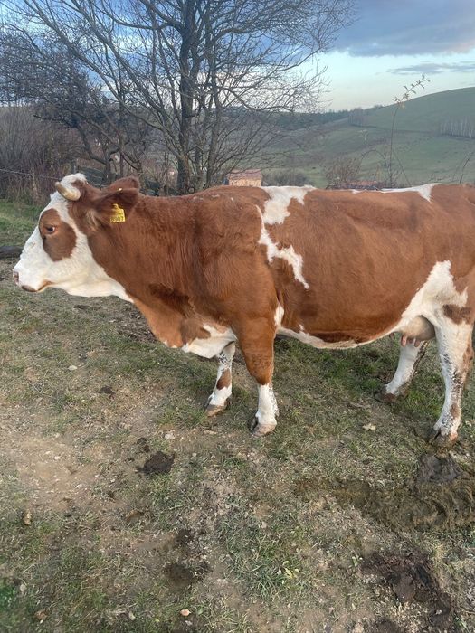 Vacă Baltata Românească