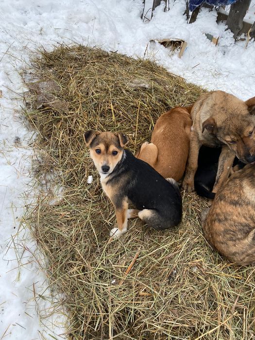 Щенки срочно ищут своих заботливых хозяевых