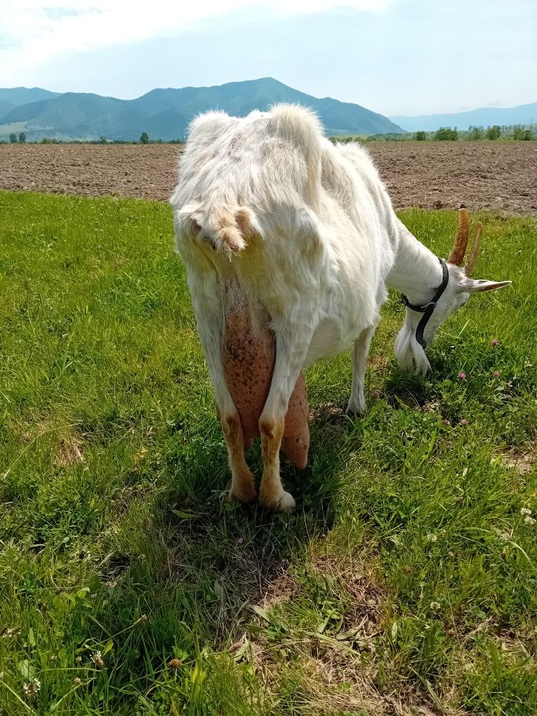 Vând două capre două iedera și un țap