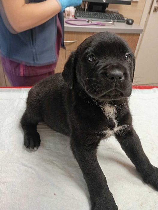 Продавам Кане Корсота